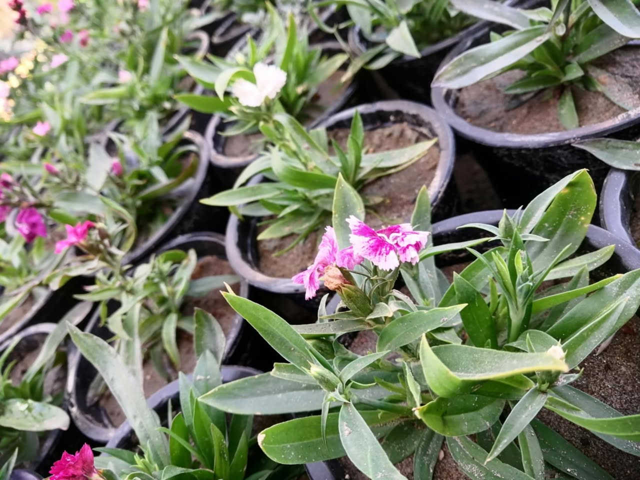 مشتل حديثة المركزي 
ورد موسمي على 500 🌹🌴🍯 يوجد خدمت توصيل 
قرنفل ععراقي
قرنفل صيني
كزانيه


**إذا كنت صاحب هذا الإعلان وتريد حذفه لأي سبب، رجاءا أرسل رسالة إلى الدعم الفني**