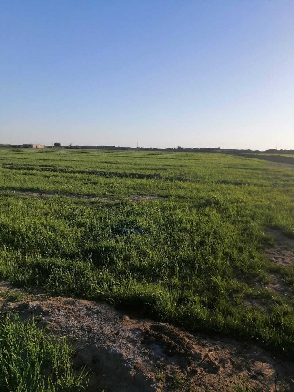 سلام عليكم دغل جاير للبيع ٧٥دونم مزكي مرتين المكان ديوانيه البدير رقم الهاتف *********** ***********
