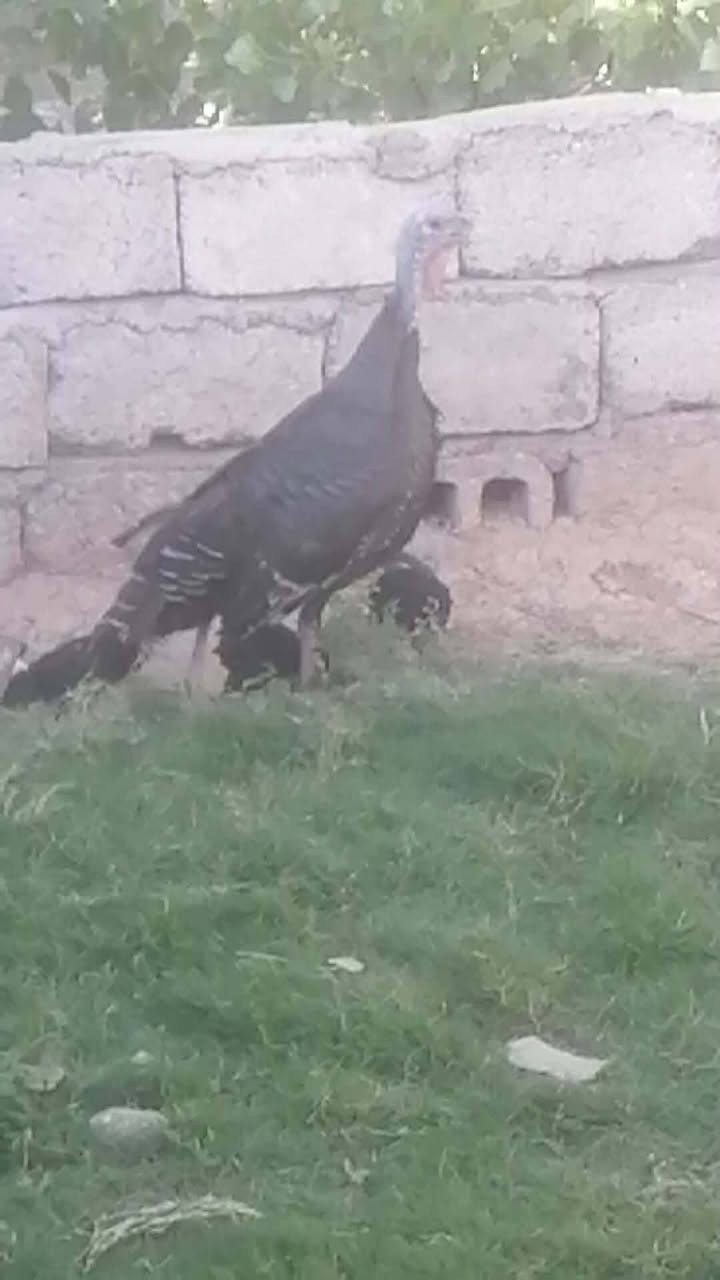 السلام عليكم
بصراويه ورها ٣ صواصي عمرهن شهر
سعر ٧٠
وبطه مصريه ورها ١٦صوصي عمرهن سبوع
سعره ٨٠
مكاني جنوب موصل
ناحية حمام العليل


**إذا كنت صاحب هذا الإعلان وتريد حذفه لأي سبب، رجاءا أرسل رسالة إلى الدعم الفني**
