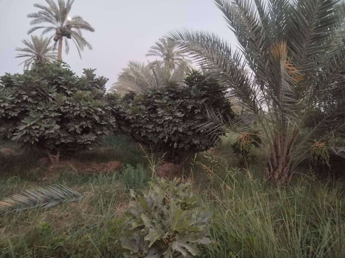 دونم سند ٢٥ للبيع بستان كامل من نخيل وتين وفوكة العنوان بابل الهاشميه تبعد عن طريق ياحسين ١٥٠ متر اي استفسار ***********
