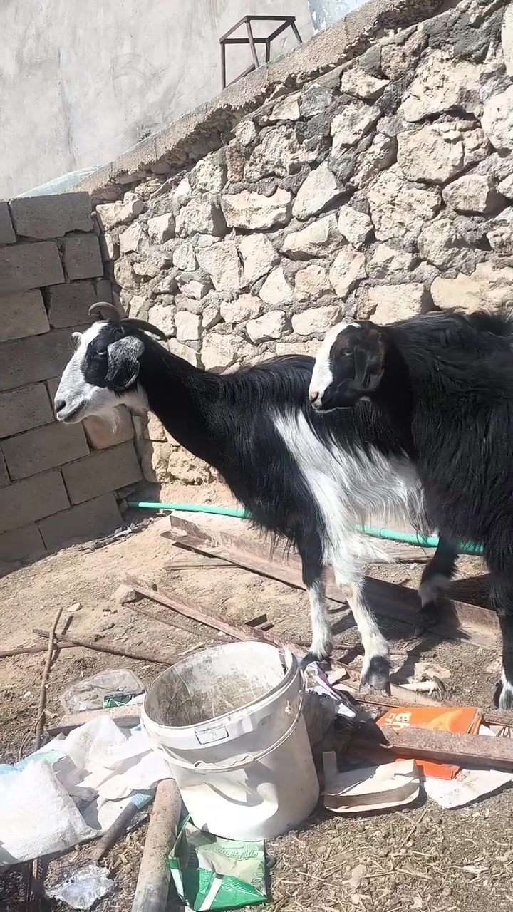 متاح عنز فاخره درجه اولئ فول عنز كامله مواصفات خشانه فول حلابه فول وره جدي  يطلع  بل ١٥ كيلو ويرهم فحل درجه اولئ 
سعرها هي وابنه ب ٤٠٠  مشالله عليه 
مكاني حديثه شيخ حديد يوجد توصيل حسب الاتفاق لشراي يتصل ويدلل 
***********
