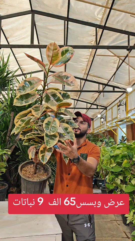 عرض وبسس65 الف  9 نباتات#abed_flower #العراق #نباتات_منزلية🌿🥀 #مشاتل #شعب_الصيني_ماله_حل😂😂 


**إذا كنت صاحب هذا الإعلان وتريد حذفه لأي سبب، رجاءا أرسل رسالة إلى الدعم الفني**