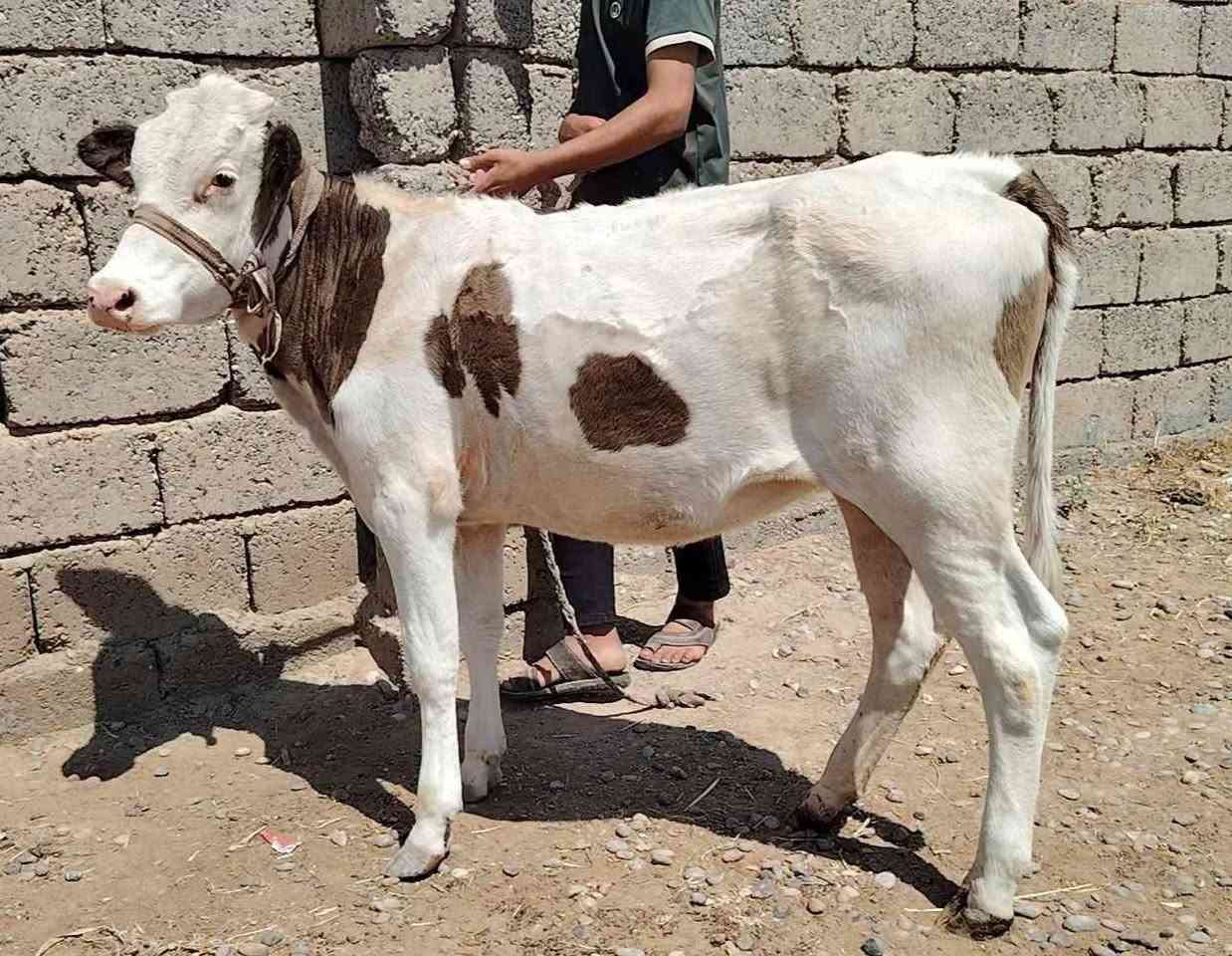 بسم الله ماشاء الله
بچر اصلية  رقم واحد 
 درجى اولى مال جنيه 
السعر مليون و350 بيها مجال قليل 
شرط اچل وشرب ونصاحة 

المكان  صلاح  الدين الشرقاط الخظرانيه
*********** اتصال + واتساب
‏‪***********‬‏ اتصال
