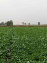 التاجي ذراع دجلة • ٥ دونم • واجهة ٢٥٠م