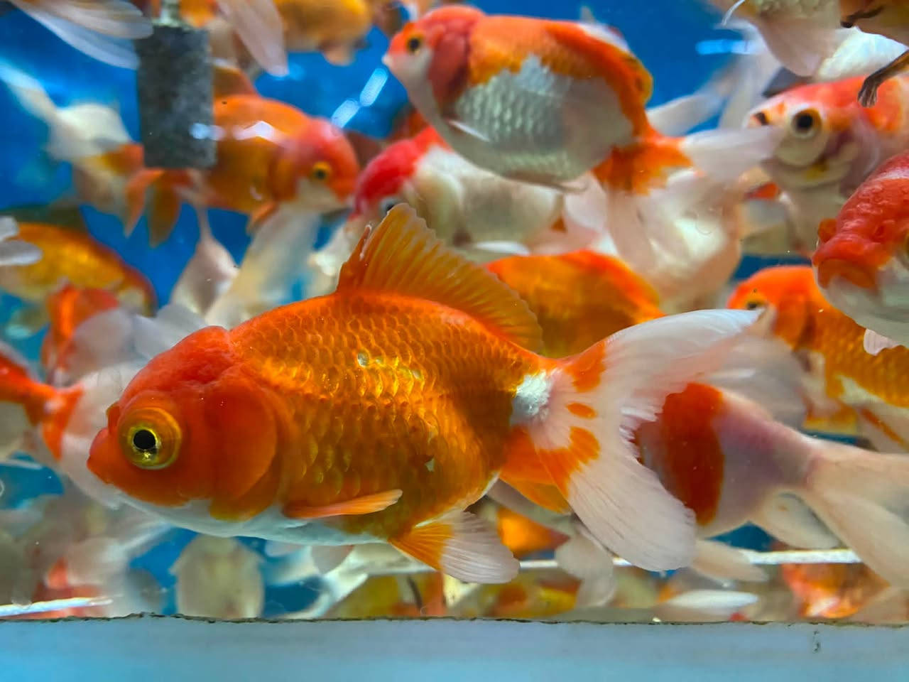 وصول وجبه جديده كولدفش امايات ريد كب و لاين هيد
🐠🐠🐠🐠🐠🐠🐠🐠🐠🐠🐠🐠🐠🐠🐠🐠
الأسعار مناسبه ✅
جمله ومفرد
العنوان كركوك قادسيه سايد المرور القديم مجاور حلويات الحلواني


**إذا كنت صاحب هذا الإعلان وتريد حذفه لأي سبب، رجاءا أرسل رسالة إلى الدعم الفني**