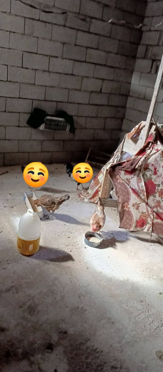 السلام عليكم متاح زوج دجاج بياض خير من الله شرط الصحه فول وحده شمسيه وثانيه شمسيه  مكاني بعقوبه رايدهن زوج ب35


**إذا كنت صاحب هذا الإعلان وتريد حذفه لأي سبب، رجاءا أرسل رسالة إلى الدعم الفني**