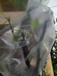 قطع وتقليم الشجار وتطعيم السدر بفضل الصناف التصال عله الرقم 0780137046...