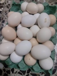 ٣٠ بيضة • دجاج عرب اصلي • بيض ملقح