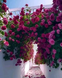 جوري متسلق عطري • ارتفاع مترين • مشتل ابوبكر