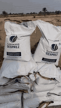 بذور وفيه فرنسية  مغلف جيل اول درجة أولى نظافة شرط تجي تشوف بعينك  وقبل الحصاد الزرع كصه وحده العنوان واسط قظاء الحي للإستفسار الإتصال ***********
