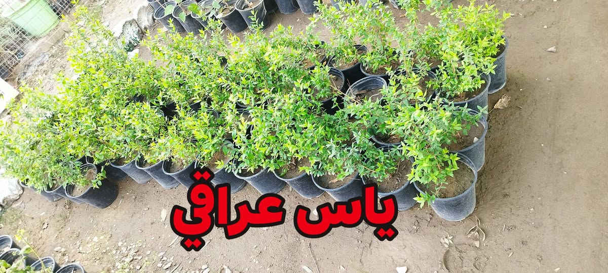 اهلآ وسهلآ بكم في مشتل وحدائق الرحمن 
العنوان كورنيش الديوانية مقابل هايبر توفير
مستعدين لتجهيز وزراعة الحدائق المنزلية 
للحجز والاستفسار مراسلة الصفحة


**إذا كنت صاحب هذا الإعلان وتريد حذفه لأي سبب، رجاءا أرسل رسالة إلى الدعم الفني**