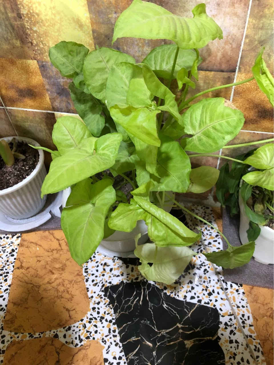 ١٣ زرع بيهم داخلي خارجي وياهم اضاءه لزرعات داخلي كلهم ويا نشره٧٥ الف كركوك, العراق


**إذا كنت صاحب هذا الإعلان وتريد حذفه لأي سبب، رجاءا أرسل رسالة إلى الدعم الفني**