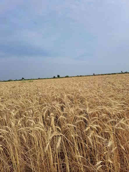 أصبحنا وأصبح الملك لله والحمد لله رب العالمين.. أرض زراعية للبيع 80دونم طابو 25 على  نهر دجلة الأرض مخدومه مدارس ابتدائية ومتوسطة واعدادية ماء اسالة صالح للشرب وشارع تبليط الرابط بين قضاء الزبيدية وقضاء النعمانية الأرض يستفاد منها إقامة مشاريع استثمارية صناعية وثروة حيوانية تبعد عن قضاء الزبيدية 15كيلو
