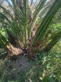 فسائل البرحي النسيجي • قضاء الصويرة • قلع بحضور المشتري