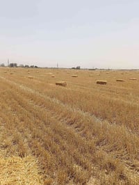 كبسات للبيع 07819481010