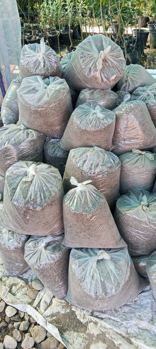 السماد العضوي
مفيد جدآ في هذا الوقت 
اولآ لتدفئة النباتات 🌹🌺
ثانيآ لأضافة العناصر الكبرى والصغرى المهمة لها لتساعدها على النمو بشكل اسرع 🍋
متوفر الأن بشكل اكياس كبيرة وصغيرة . يتوفر لدينا بتموس هولندي  سعر الكيلو١٥٠٠
🪴 مشتــــل نجم 🪴   
الصويرة ..الشارع العام ..مقابل هنداس 
🌺🍀⚘️🌺🍀⚘️
********************
مبيدات _ أسمدة _ بذور 
*******************
 تنظيف وتزيين الحدائق 🪵🍂  وعمل الديكورات 
🍀🌺🍀🌺🍀🌺🍀🌺
للحجز والاستفسار مراسلة الصفحة او الاتصال على
ارقام الهواتف☎️
اسيا : واتساب ***********  📲✅️
زين : ***********
🌺⚘️🍀🌺⚘️🍀🌺⚘️🍀
اوقات العمل  صباحاً ومساءآ طيلة أيام الاسبوع  ✧════•❁❀❁•═
زورونا ….. تجدون كل ما يسركم✧════•❁❀❁•════✧ نحو حدائق صيراوية خضراء ✅️
