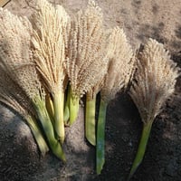 كوش درجة اولى • قريب مدخل الوجيهية • غنام