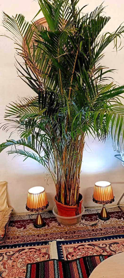 للبيع نخل للزينه داخليه ضليه عدد 3 سعر الواحده 75 الف مكاني الدوره حي الصحه


**إذا كنت صاحب هذا الإعلان وتريد حذفه لأي سبب، رجاءا أرسل رسالة إلى الدعم الفني**