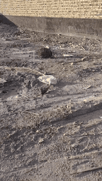 سلام عليكم قطعه 100متر سند 25 كافة الخدمات في محيزم 7 بين شارع 80 وشارع 100 اتصال ***********
