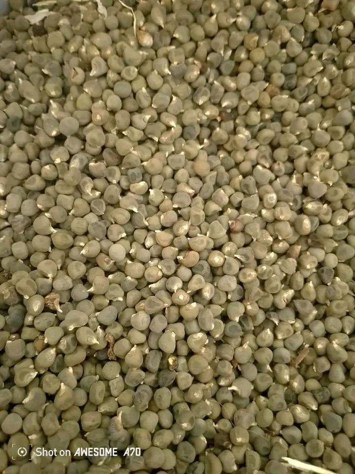 يوجد لدينا حب باميه تونسيه وحب بيذنجان توليدالرفدين  اسود +اخضر درجه أولى السعر الاستكانه5000 رقم*********** قريه العباس والنجفيه
