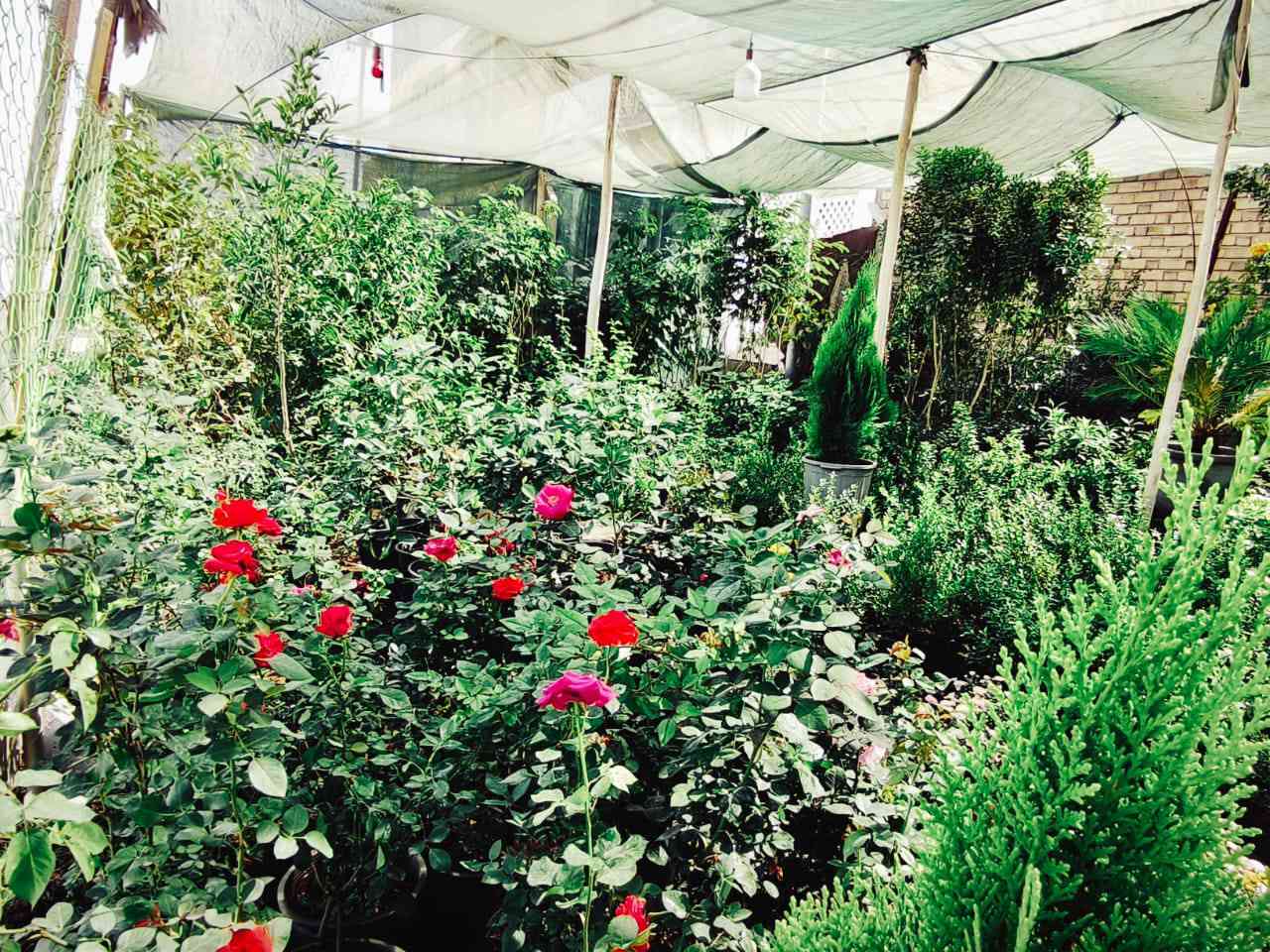 مشتل المجمعات
شارع المجمعات مجمع بيتي 2
    مقابيل مجمع الكرار
 يوجد لدينا انواع النباتات
     والثيل اربع فصول
   والديكورات الحجر
 والتحديد جميع الوانه.  اداره ابو 
    محمد ***********
