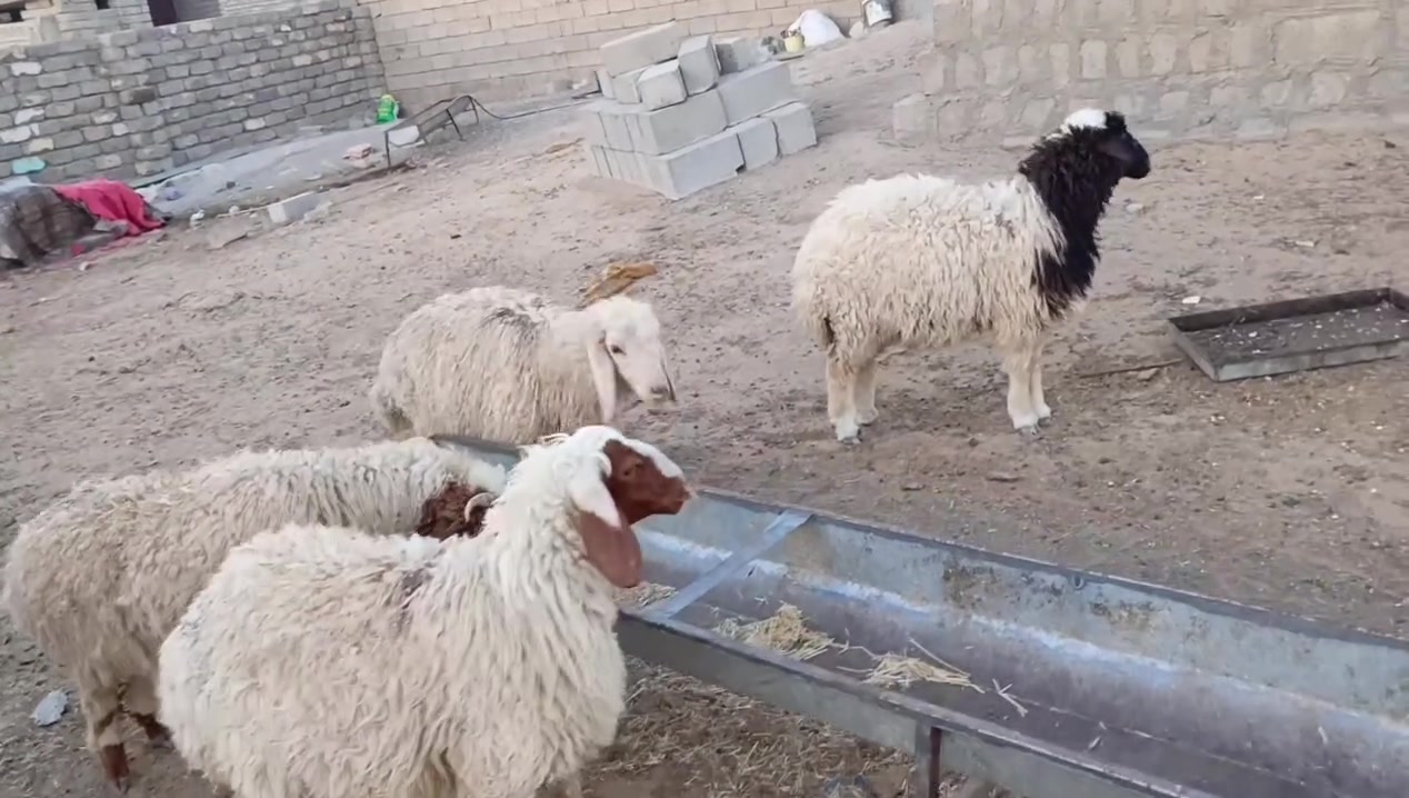 البيع طليان مال ربط ومناسبات خرفان 2 وفطايم 2 مكان بيجي ‏‪***********‬‏
