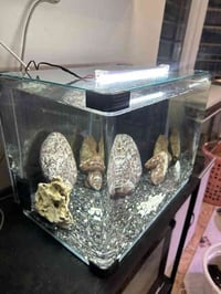 حوض سمك • فلتر إسفنج • ٥٥×٤٠×٣٧سم