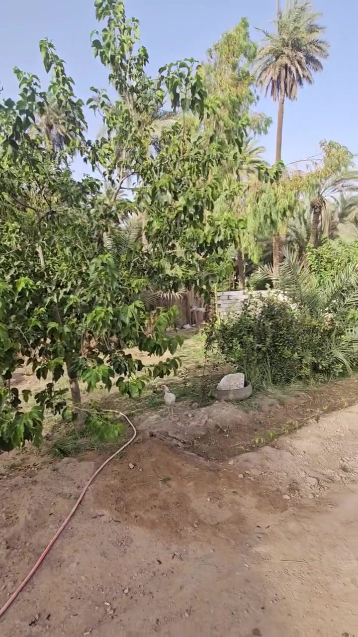 السعر 250 مليون معه المجال 1000 متر للبيع معه كافت الخدمات موجوده الموقع ممتاز على بزل الجبير يبعد عن الشارع العام مال السيده زينب بحدود ال400 متر تحويل بسم المشتري سند 25 الأستفسار ***********

