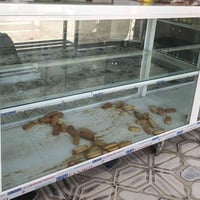 معرض حلويات • عرض ٣م • نزال ٥٠