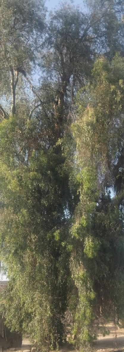 السلام عليكم يتوفر منشار خشبي قص أنواع الخشب كاربس قلم طوز نخل أي شي والسعر حسب العمل وكميه الأشجار
***********
