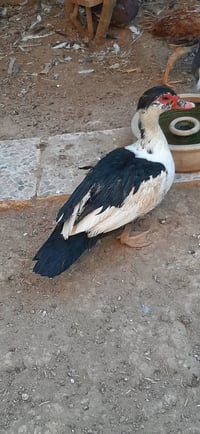 ٦ طيور • بط مصري • تكريت عوينات