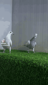 متاح                                                                  ...