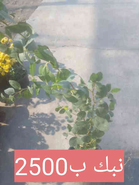 مجموعة من النباتات الشمسية والضلية .. بيع بالتوصيل فقط بعض مناطق بغداد .. الطلب راسلونا على  الخاص..او مراسلة واتس اب ***********
