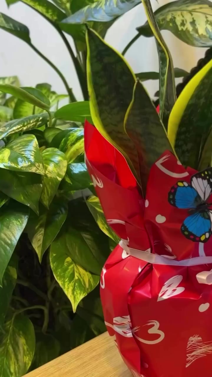 نبات جلد النمر يُعد من أفضل النباتات الصحية، يتميز بقدرته العالية على تحسين جودة الهواء وسهولة العناية به، مما يجعله خيارًا مثاليًا للمنازل والمكاتب.

في هذا التنسيق، تم تزيينه بفراشة زرقاء أنيقة لكسر حدة اللون الأخضر وإضفاء لمسة جمالية هادئة. كما اخترنا له تغليفًا باللون الأحمر مع شريط أبيض، ليمنح النبات مظهرًا مبهجًا وتناسقًا لونيًا جذابًا.

نوفر لديكم خدمة تغليف احترافية حسب الطلب، مع إمكانية اختيار الألوان والتفاصيل بما يناسب ذوقكم. كما تتوفر خدمة التوصيل إلى جميع محافظات العراق#موصل #بغداد_العراق #بغداد_بعيوني_احلى #اكسبلورexplore


**إذا كنت صاحب هذا الإعلان وتريد حذفه لأي سبب، رجاءا أرسل رسالة إلى الدعم الفني**