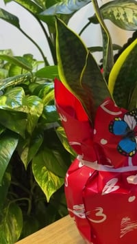 نبات جلد النمر • فراشة زرقاء • توصيل لجميع المحافظات