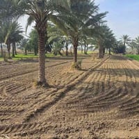 خلف جامعة بابل • طابو زراعي سند ٢٥ • ٤٨٠٠م