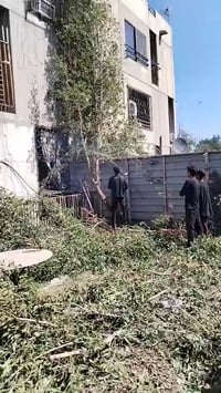 07708027282 @07801757123كادرمتخصص لقطع الأشجار والنخيل @الجميع