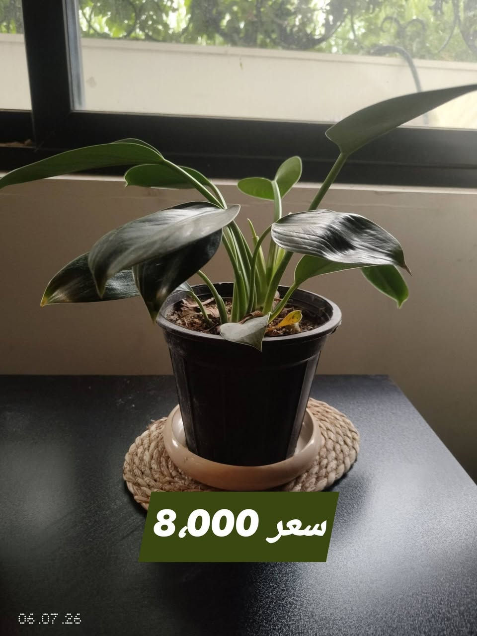 السلام عليكم
نباتات ظلية للبيع قسم منهم وياها سندان صب اسمنتي 
الأسعار والتفاصيل بالصور


**إذا كنت صاحب هذا الإعلان وتريد حذفه لأي سبب، رجاءا أرسل رسالة إلى الدعم الفني**
