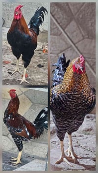 ديوكة للبيع • ديك للبيع • دواجن • طيور • حيوانات • ديكة • تربية الديوك...