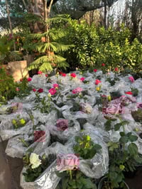 مشتل النورين • واسط الصويرة • توصيل صويره