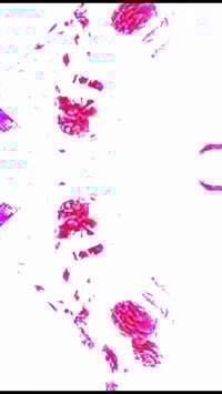 دشداشة نسائية • شلحات • ورد