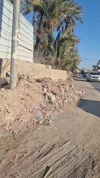 البوبيات • ١٠٠م • عمود ٣٧