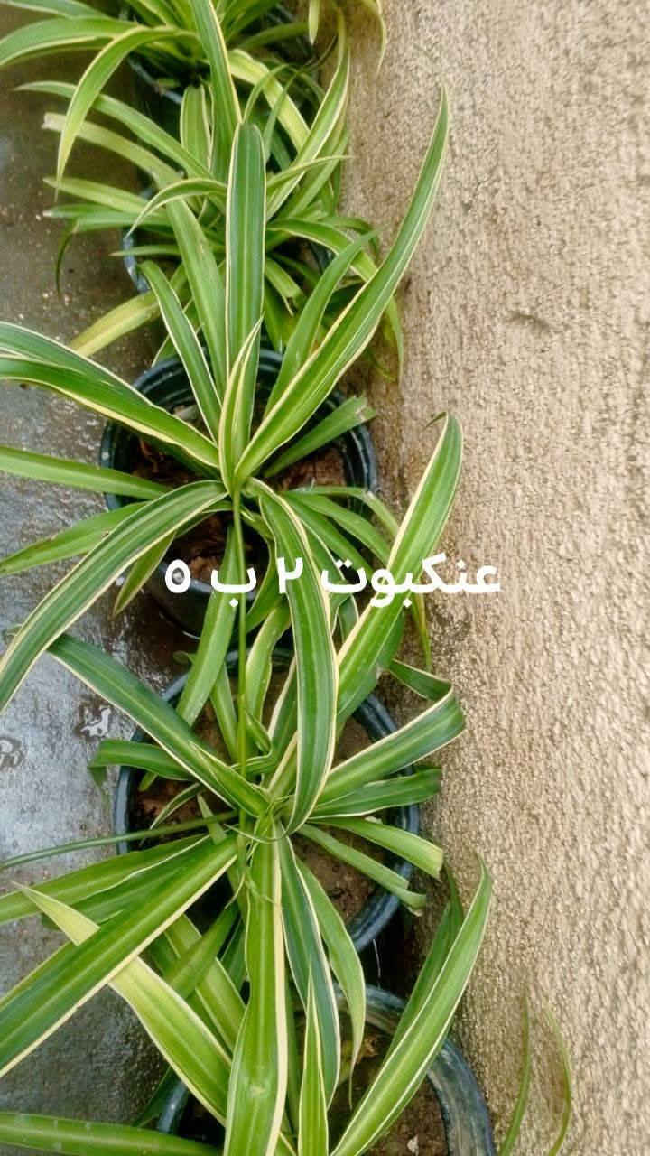 يوجد توصيل داخل بغداد بعض المناطق 🌿🚘🍀🌿🌿🌿🚘


**إذا كنت صاحب هذا الإعلان وتريد حذفه لأي سبب، رجاءا أرسل رسالة إلى الدعم الفني**