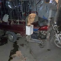 منفيس • بدون محجل • يعوزها ترتيبات