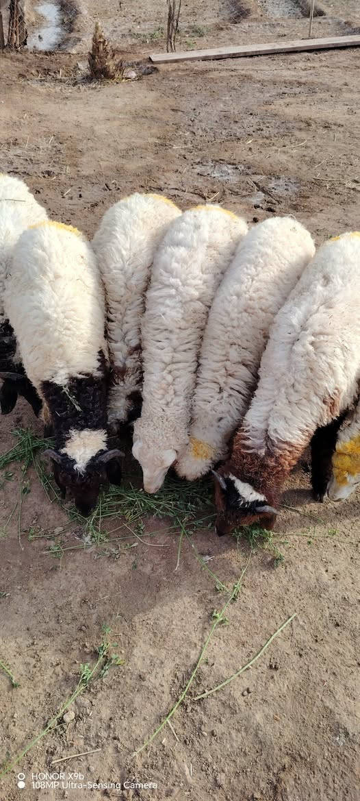 طليان عدد 6 ذكوره خشنات وسمان خير من الله 
يرهمن كصابه وجني ونذر وهديه
مشرطات كافه شروط الجني ولصحاه
مكان ناصريه سيد دخيل 
سعر الواحد 265
الشراي يتصل واني بخدمته 
***********
