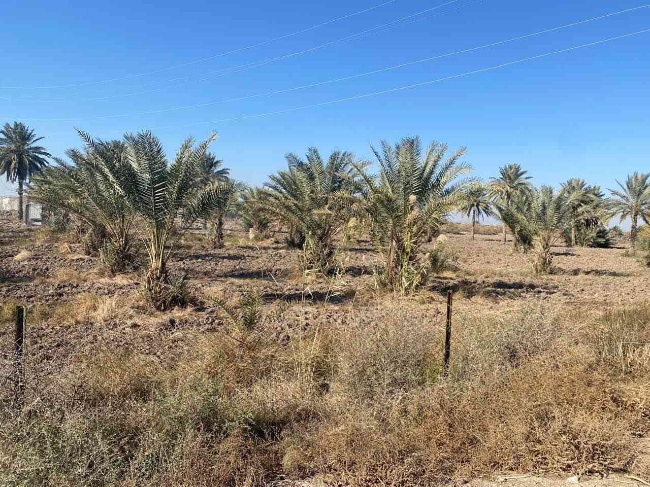 Bبستان للبيع  في منطقة اليوسفية/بير الحمام 
السند ٢٥ 
المساحه ٥ دوانم البيع حسب الطلب 
تبعد على سريع الدولي 1 كيلو ونص تحتوي على بير حلو والاروائي فوك الكاع اضافه الى بزل خلف ب الارض  والتبليط يوصل للارض 
وكذالك الكهرباء موجوده بيهه وفرصته كلش حلوه تصلح لشاليهات او كسكن للأستفساراكثر *********** بغداد, العراق
