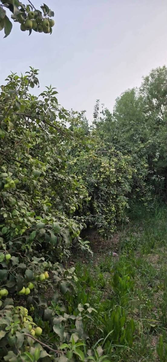 يا الله السلام عليكم ارض زراعيه ع ٢٥المساحه دونمين بستان مشجر كامل يم الجسر مال برينج.  قريبه ع تبليط ولدرب الي يطب عليهة سبيس يمهة كهرباء او مي سكي او اساله او مدرسه قريبه عليهة كاع حلوه ومرتبه او بل عافيه ع ياخذهة هاذا رقمي اتصل او بيك خير ودلل ***********
