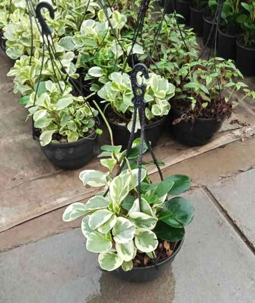 #نباتات_ظلية_منزلية
اكثر من نوع واحد 
وبأسعار شبه بلاش 
5 الف او 6  او 7 الاف فقط 
#توصيل متوفر لكل المحافظات العراقية 
#للحجز والاستفسار مراسلة الصفحة 
او واتساب ***********
#العنوان بغداد سبع ابكار
#نباتاتي #بغداد #ظليات #نباتات_منزلية #مشتل #بيع_النباتات #اكسبلور #فولو_اكسبلور #نباتات_ظلية
