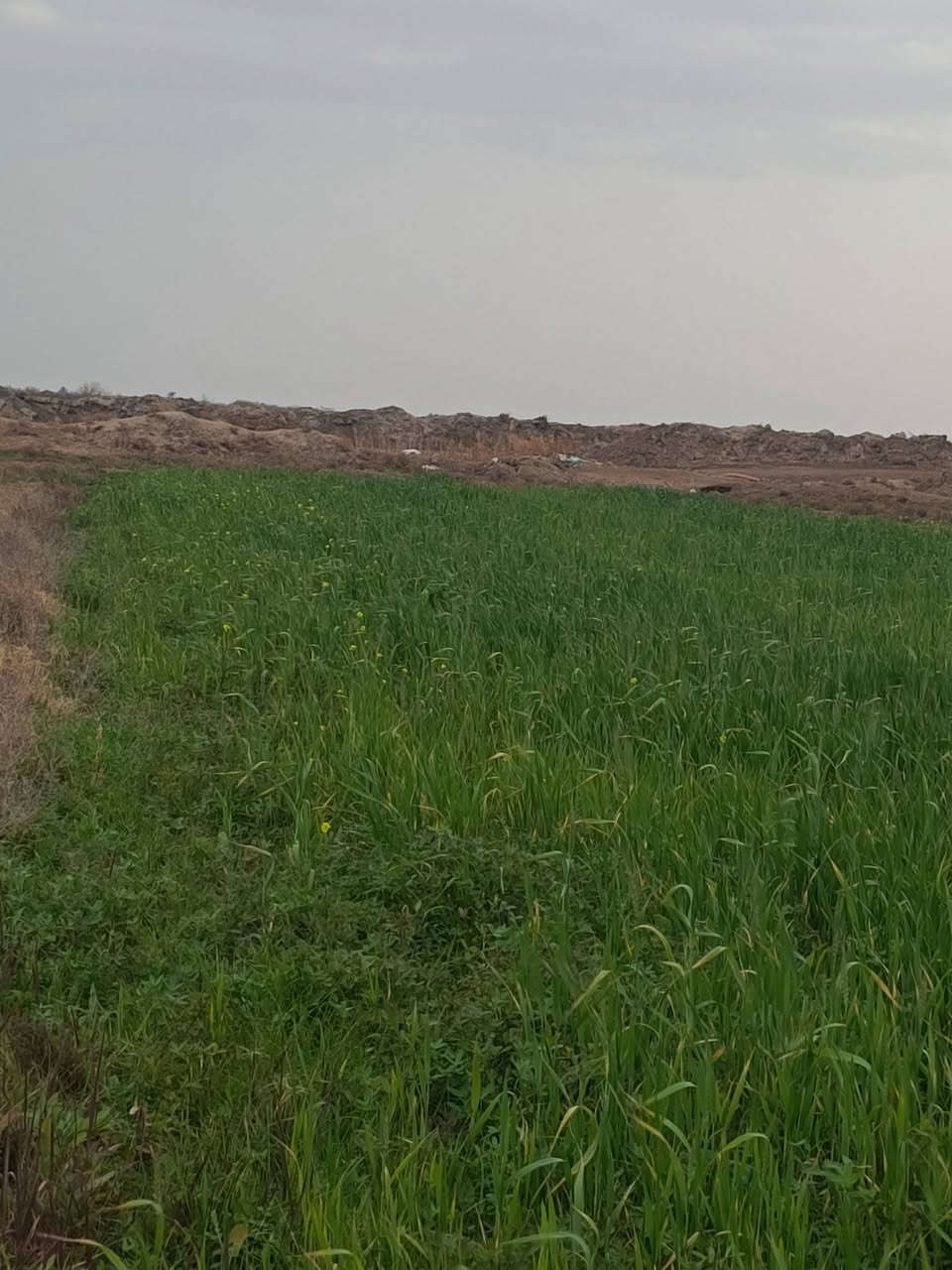 ✅للبيع أرض زراعية 
✅سند 25 مداور مباشر بإسم المشتري 
✅المساحة 4 دونم 
✅الموقع قرية العريجة 
✅متوفر بيه الماء
✅مزروعه حالياً 
✅الفيديو أدناه يوضح كافة تفاصيل الأرض 

🤎للاستفسار مراجعة مكتب الضامن للعقار الشارع التجاري مقابل منفذ المعرفه أو الاتصال 📞 
*********** واتساب
***********
