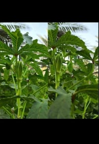 بذور بانيه • درجة أولى • كربلاء